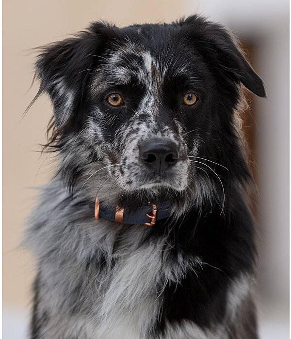 Leder-Hundehalsband Romy