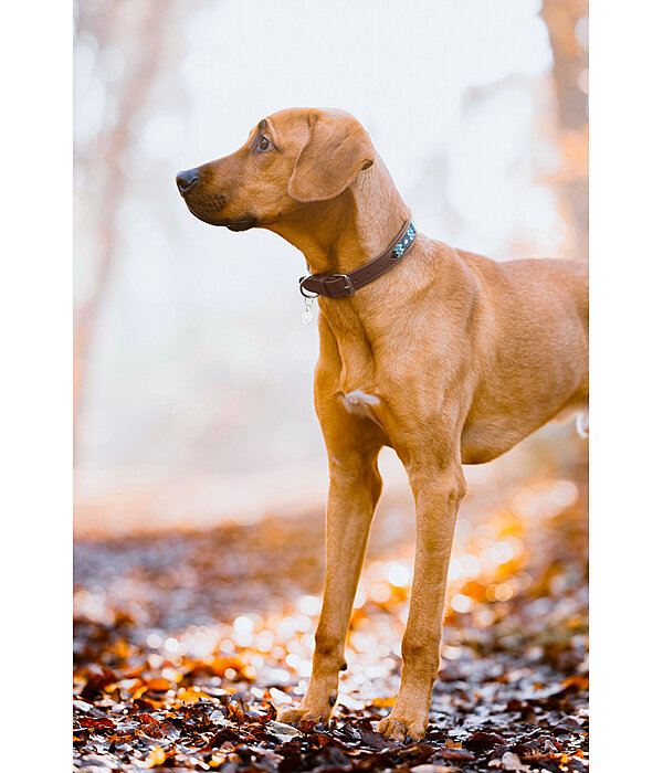 Hunde-Lederhalsband Nashville