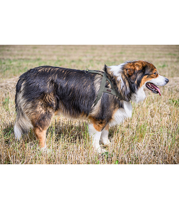 Norweger-Hundegeschirr Miley