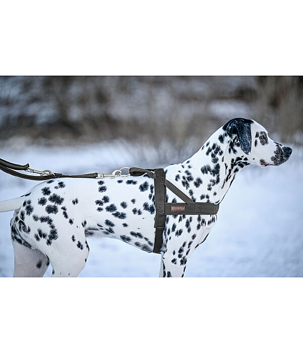 Norweger-Hundegeschirr Miley