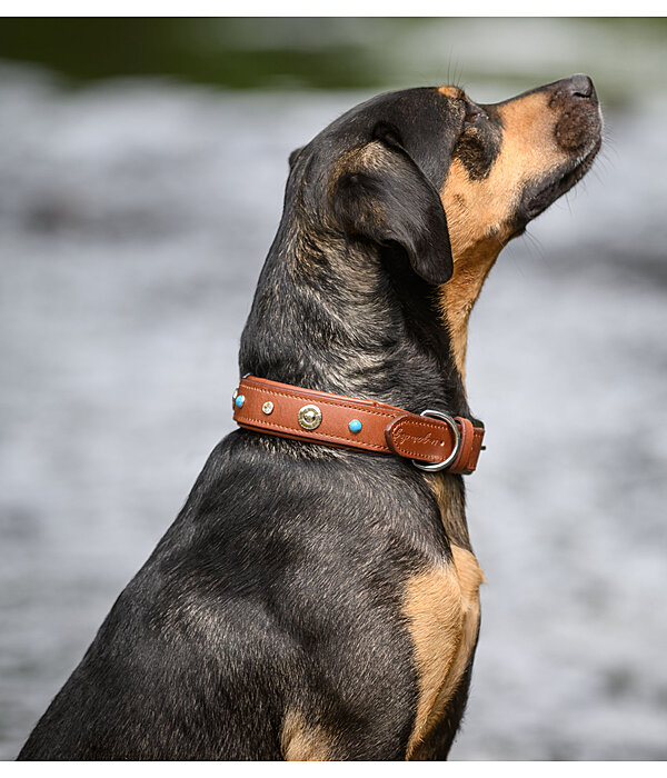 Hunde-Lederhalsband Chinook