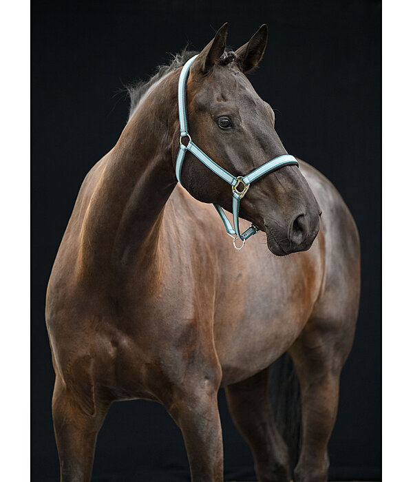 Halfter Swiss Design II