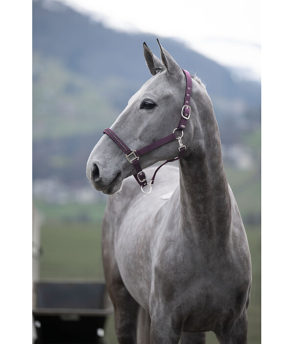 Halfter Twinkle
