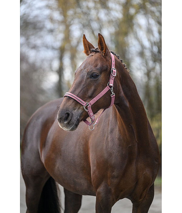 Halfter Twinkle