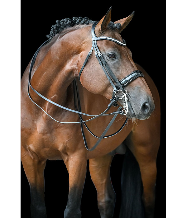 Kandarenzaum Dressage II