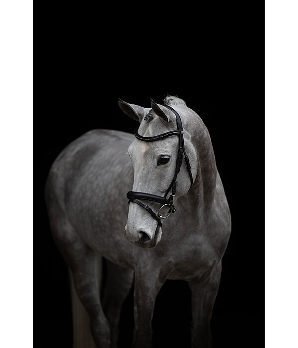 Zaum Midnight