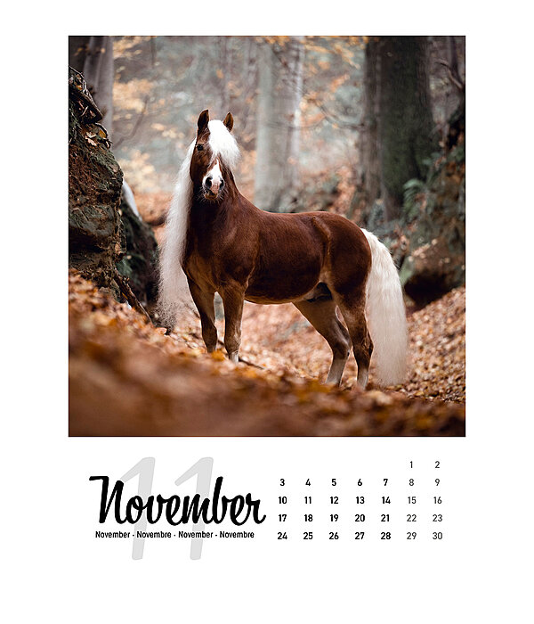 Pferdekalender 2026