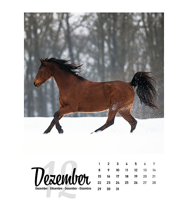 Pferdekalender 2026
