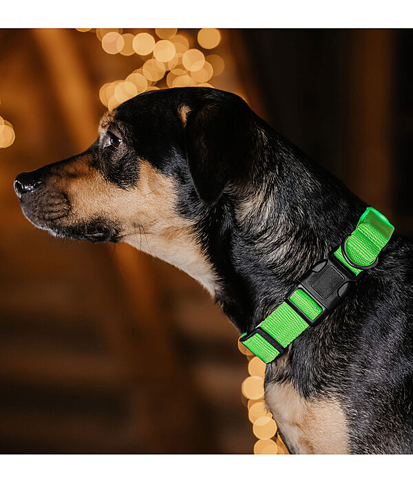 LED-Hundehalsband Loom