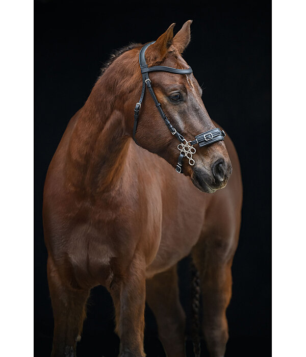 Hackamore