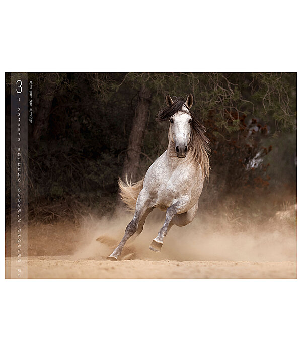 Horses Kalender 2026