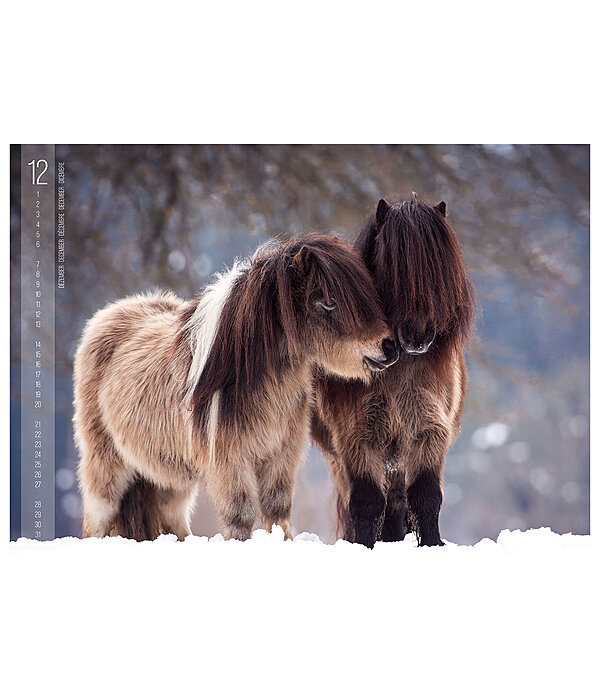 Horses Kalender 2026