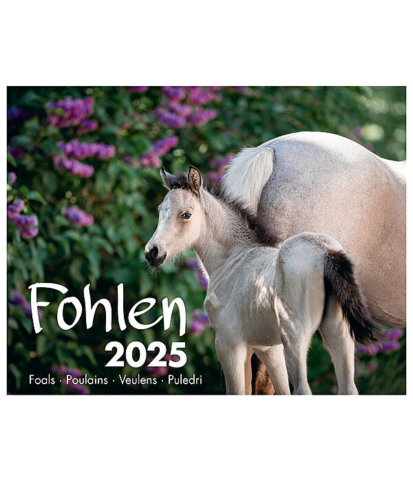 Fohlen Kalender 2026