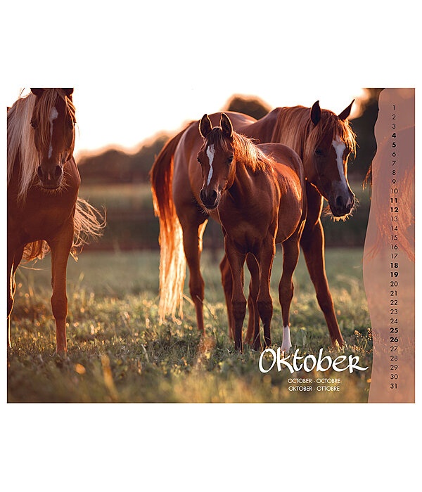 Fohlen Kalender 2026
