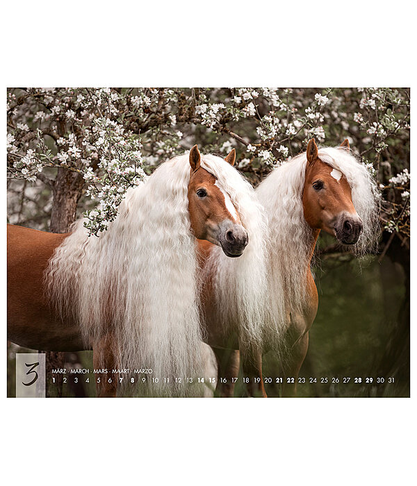 Haflinger Kalender 2025