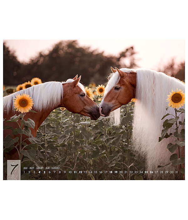 Haflinger Kalender 2025