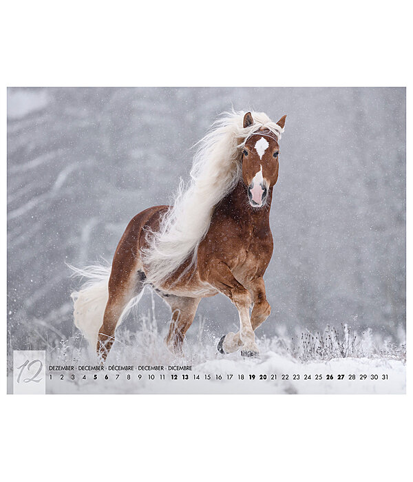 Haflinger Kalender 2025