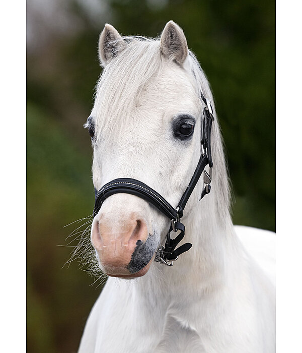 Fohlen- und Shetty-Lederhalfter Selina mit Glitzersteinen