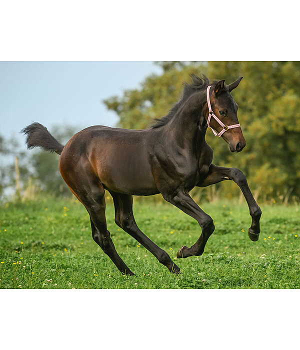 Fohlen- und Shettyhalfter Shimmering