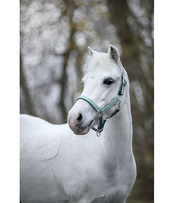 Fohlen- und Shettyhalfter Twinkle