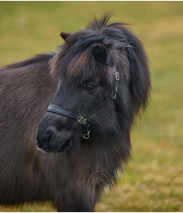 SHOWMASTER  Fohlen- und Shetty-Lederhalfter Siri