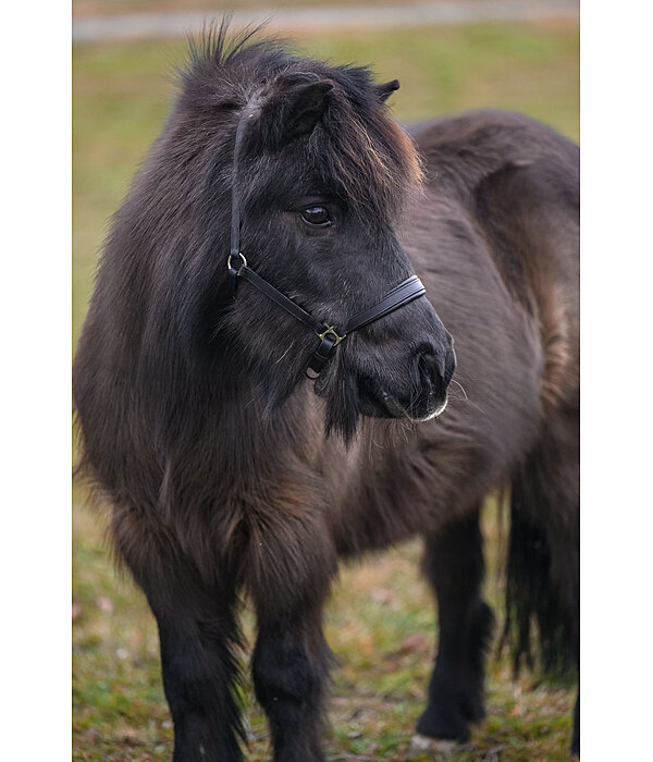 SHOWMASTER  Fohlen- und Shetty-Lederhalfter Siri