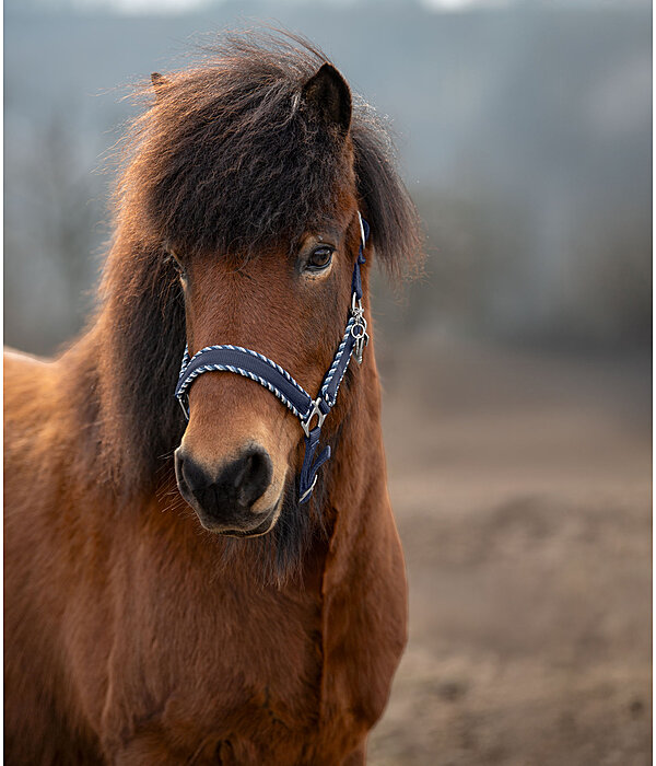 Halfter Dagur