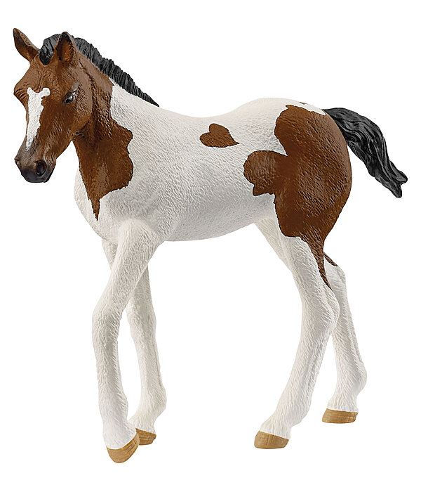 Paint Horse Fohlen